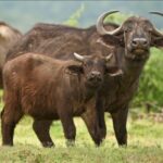 Young and older Buffalo standing next to each other