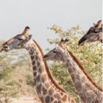 Epacha Game Lodge giraffe sighting.