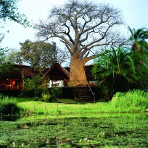 Giant Baobab tree at Impalila Island Lodge-min