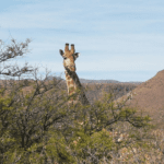 Giraffe at Lemoenfontein Lodge Beaufort West