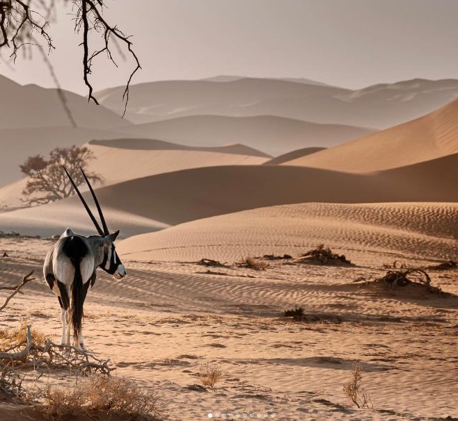 an Oryx looking back at the camera in the Namibian Desert
