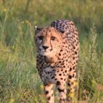 Cheetah at Rhulani Safari Lodge looking at the camper