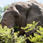Elephant at Lalibela Game Reserve