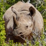 Rhino looking at the camera in Kwandwe