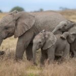 Baby Elephants playing in Kariega