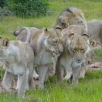 Lions in Kariega Game Reserve